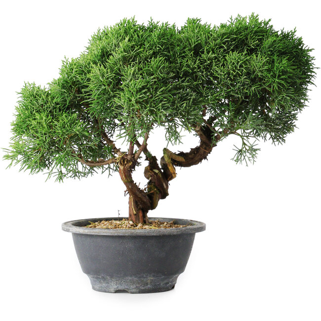 Juniperus chinensis Kishu, 23 cm, ± 15 años