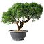 Juniperus chinensis Kishu, 23 cm, ± 15 jaar oud