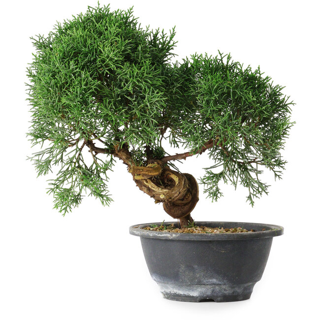 Juniperus chinensis Kishu, 23 cm, ± 15 jaar oud