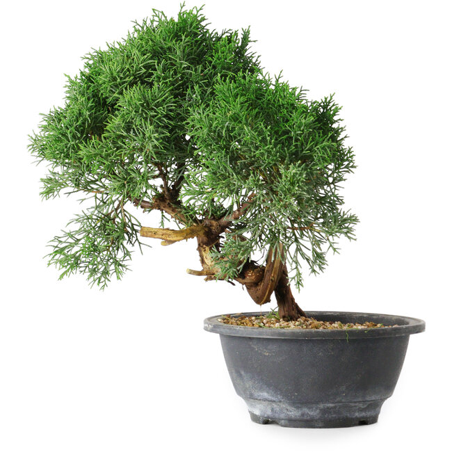 Juniperus chinensis Kishu, 23 cm, ± 15 Jahre alt