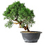 Juniperus chinensis Kishu, 23 cm, ± 15 Jahre alt