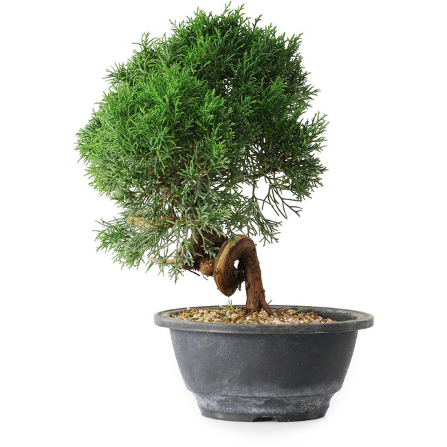 Juniperus chinensis Kishu, 23 cm, ± 15 ans