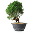 Juniperus chinensis Kishu, 23 cm, ± 15 ans
