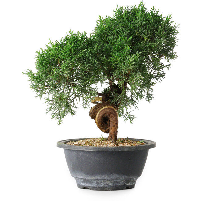 Juniperus chinensis Kishu, 23 cm, ± 15 años