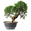 Juniperus chinensis Kishu, 23 cm, ± 15 jaar oud