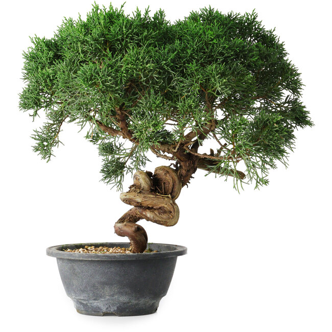 Juniperus chinensis Kishu, 23 cm, ± 15 años