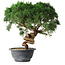 Juniperus chinensis Kishu, 23 cm, ± 15 jaar oud