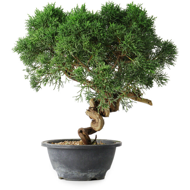 Juniperus chinensis Kishu, 23 cm, ± 15 years old