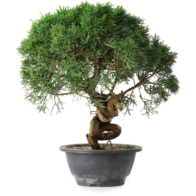 Juniperus chinensis Kishu, 23 cm, ± 15 Jahre alt
