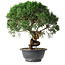 Juniperus chinensis Kishu, 23 cm, ± 15 ans