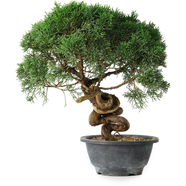 Juniperus chinensis Kishu, 23 cm, ± 15 anni