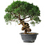 Juniperus chinensis Kishu, 23 cm, ± 15 Jahre alt