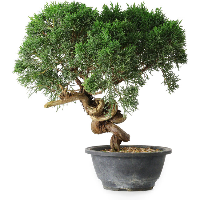 Juniperus chinensis Kishu, 23 cm, ± 15 years old