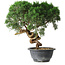 Juniperus chinensis Kishu, 23 cm, ± 15 anni