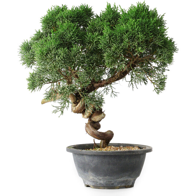 Juniperus chinensis Kishu, 23 cm, ± 15 Jahre alt