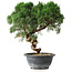 Juniperus chinensis Kishu, 23 cm, ± 15 años