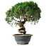 Juniperus chinensis Kishu, 23 cm, ± 15 jaar oud
