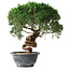 Juniperus chinensis Kishu, 23 cm, ± 15 años