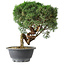 Juniperus chinensis Kishu, 23 cm, ± 15 years old