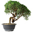 Juniperus chinensis Kishu, 23 cm, ± 15 years old