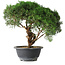 Juniperus chinensis Kishu, 23 cm, ± 15 years old