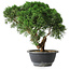 Juniperus chinensis Kishu, 23 cm, ± 15 years old
