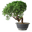 Juniperus chinensis Kishu, 23 cm, ± 15 years old