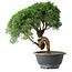 Juniperus chinensis Kishu, 23 cm, ± 15 years old