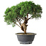 Juniperus chinensis Kishu, 23 cm, ± 15 years old