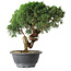 Juniperus chinensis Kishu, 23 cm, ± 15 years old