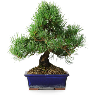 Pinus parviflora, 24,5 cm, ± 12 ans