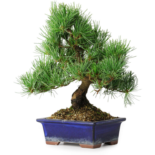 Pinus parviflora, 24,5 cm, ± 12 anni