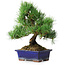Pinus parviflora, 24,5 cm, ± 12 years old