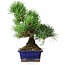 Pinus parviflora, 24,5 cm, ± 12 years old