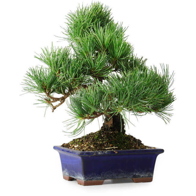 Pinus parviflora, 24,5 cm, ± 12 jaar oud