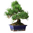 Pinus parviflora, 24,5 cm, ± 12 years old
