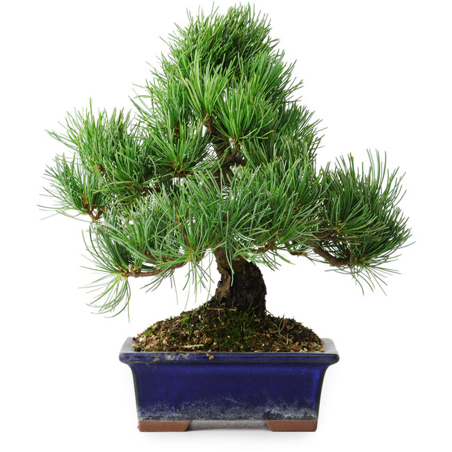 Pinus parviflora, 24,5 cm, ± 12 years old