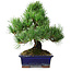 Pinus parviflora, 24,5 cm, ± 12 jaar oud