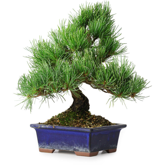 Pinus parviflora, 24,5 cm, ± 12 ans