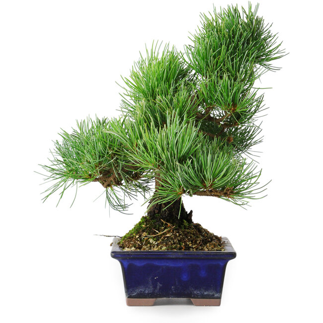 Pinus parviflora, 24,5 cm, ± 12 jaar oud