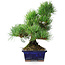 Pinus parviflora, 24,5 cm, ± 12 jaar oud