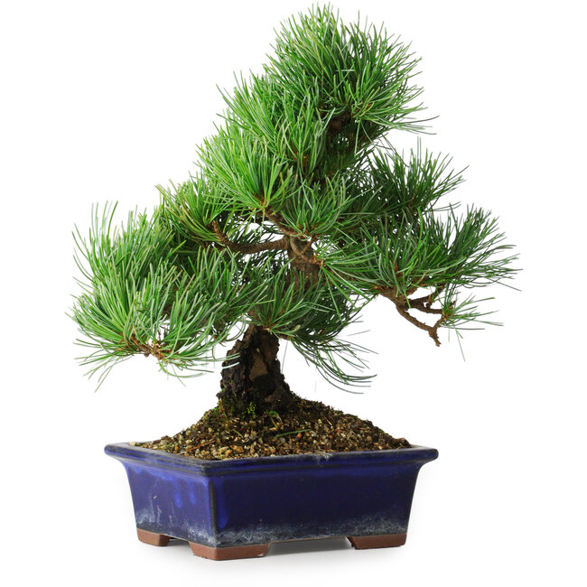 Pinus parviflora, 24,5 cm, ± 12 Jahre alt