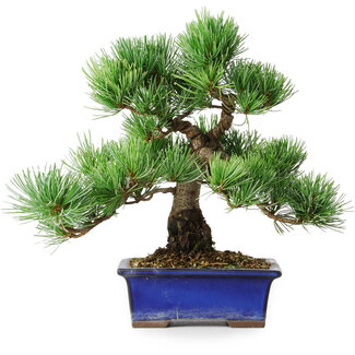 Pinus parviflora, 24 cm, ± 12 Jahre alt
