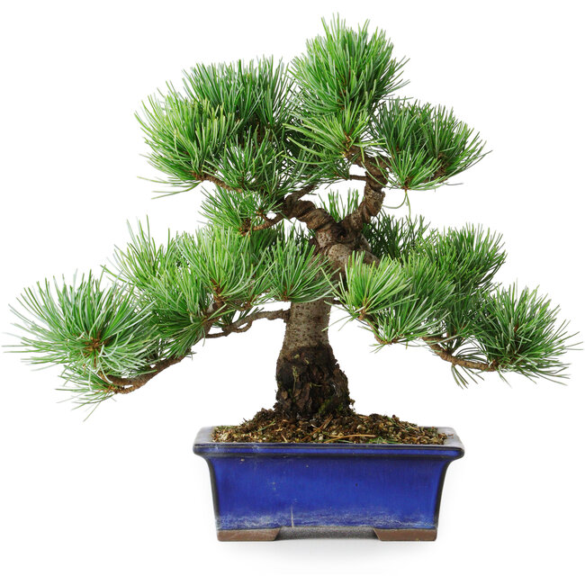 Pinus parviflora, 24 cm, ± 12 ans