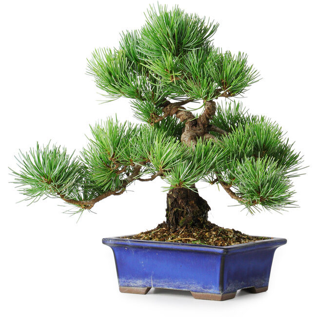 Pinus parviflora, 24 cm, ± 12 Jahre alt