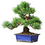 Pinus parviflora, 24 cm, ± 12 anni