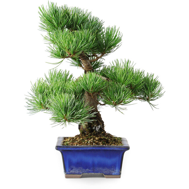 Pinus parviflora, 24 cm, ± 12 anni