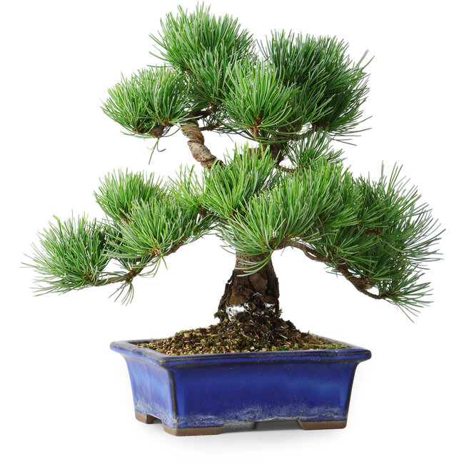 Pinus parviflora, 24 cm, ± 12 anni