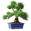 Pinus parviflora, 24 cm, ± 12 Jahre alt