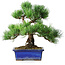 Pinus parviflora, 24 cm, ± 12 anni